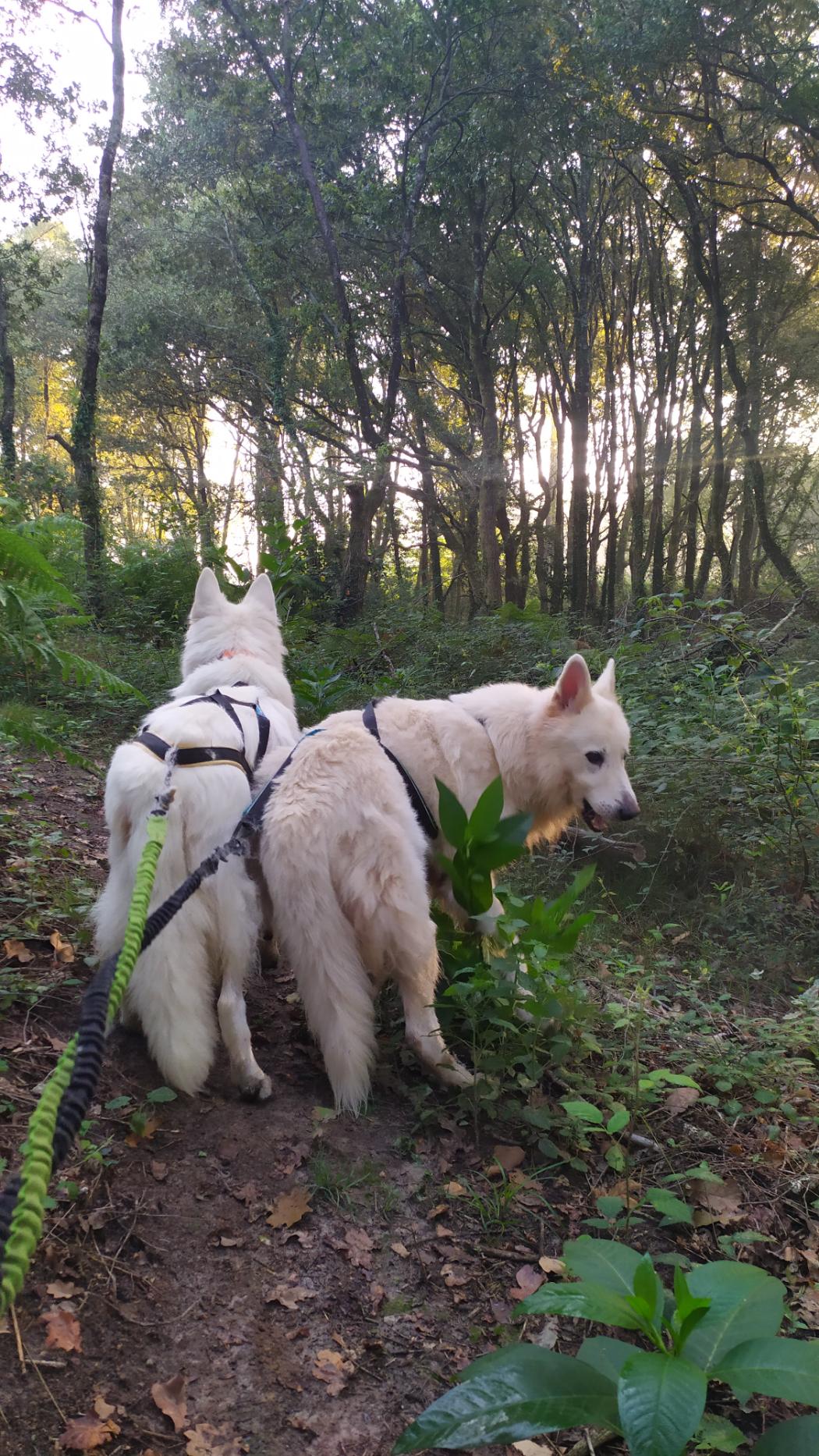 Course matinale pour Opale et Volt, un moment très prisé !